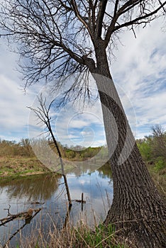A tree standing on the Bank of a narrow river photo