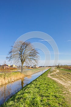 Tree standing at the canal in Nature reserve De Onlanden