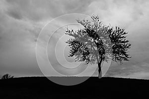 Tree Cloud Storm