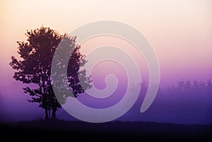 Tree standing in foggy purple sunrise
