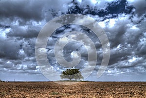 Tree Standing in the middle of a field in front of winter cloudy sky