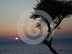 A tree standing opposite the sunset