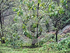 A Tree standing on the steep of a Mountain in Deep Forest