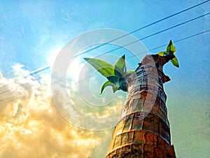 Tree standing under the scorching sun