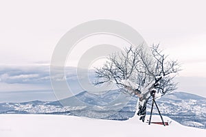 Tree stands against a backdrop of mountains in a serene winter landscape. Otaru, Hokkaido, Japan. photo