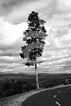 A tree stands on the edge of the road leading to the top of the mountains on the island of Java. photo