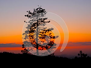 Tree Stands in Silhouette Against Sunsest
