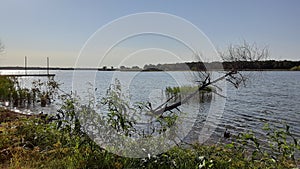 Tree in the the Stanley Draper Lake Oklahoma Citys