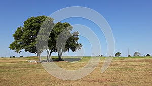 A Tree in the the Stanley Draper Lake Oklahoma Citys