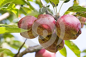 Tree with stark quality apples, Red Delicious