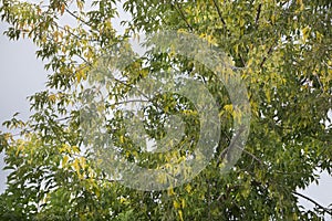 A tree during start of autumn