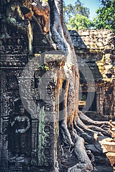 A tree starts to take over the ruins at Angkor Thom in Cambodia