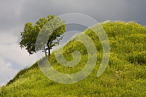 Tree on steep hillside photo