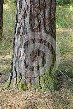Tree stem