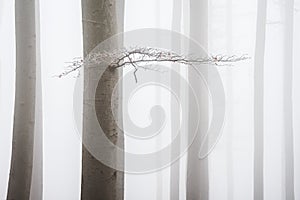 Tree stems in misty forest in autumn