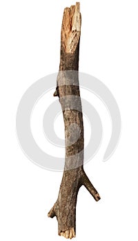 Tree stick