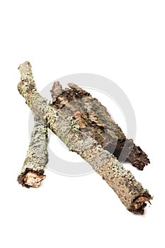 Tree stick with moss and rind or bark