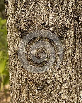 Tree Stock Photos. Tree with human face in nature with a majestic illusion in forest, a rarity and amazing phenomena. Face. Image.