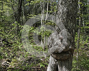 Tree Stock Photos. Tree with smiling face in nature with a majestic illusion in forest, a rarity and amazing phenomena. Face on a