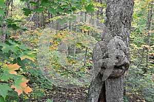 Tree Stock Photos. Tree with smiling human face in nature with a majestic illusion in forest, a rarity and amazing phenomena.