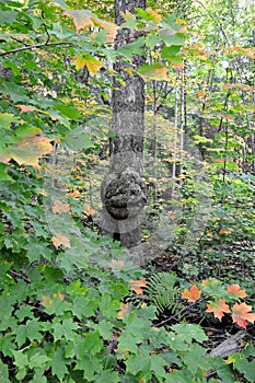 Tree Stock Photos. Tree with smiling human face in nature with a majestic illusion in forest, a rarity and amazing phenomena.