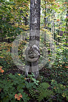 Tree Stock Photos. Tree with smiling human face in nature with a majestic illusion in forest, a rarity and amazing phenomena.