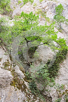 Tree in stone photo