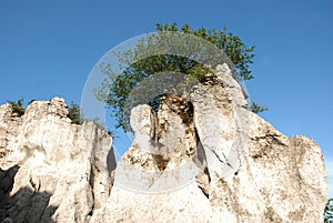 Tree on the Stone mountain