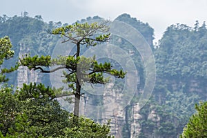 Tree on a stone pillar in Tianzi mountains