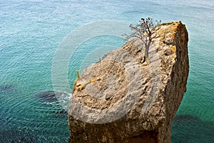 Tree on a stone in a sea