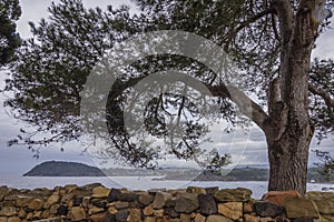 Tree on a stone wall at the bottom of the sea