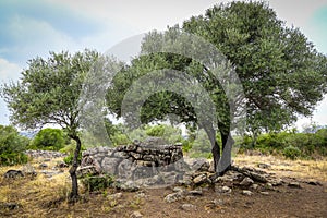 A tree with a stone wall in front of it