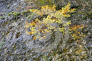Tree in a stone wall at the Gebhardsberg over Bregenz, Austria photo