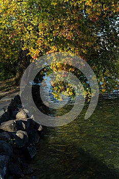 Tree on stone water shore at lake