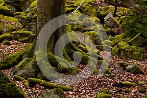 Tree and stones covered by moss