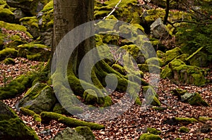 Un árbol a piedras cubierto de acuerdo a mecánico 