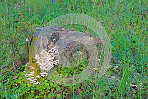 Tree stool and wild fungi