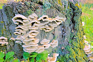 Tree stool and wild fungi