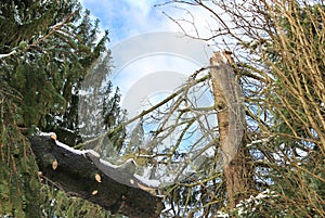 Tree with storm damage