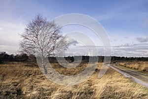 Tree on the Strabrechtse Heide