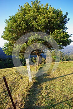Tree on Fenceline at Obi Obi Lookout photo