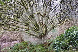 Tree with straight outwardly radiating branches