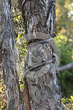 Tree strangled by roots