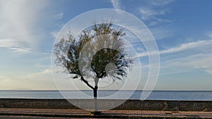 A tree on the street