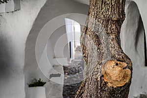 Tree in the streets of binibeca