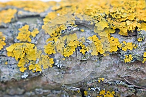 Tree struck by lichen