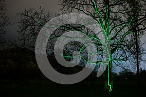 tree struck by lighning bolt