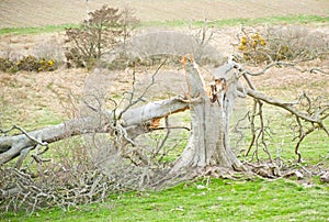 Tree struck by lightning.