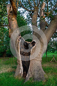 A tree struck by lightning in The Knoll, a small park in Hayes, Kent, UK