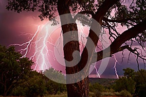 Tree struck by lightning in violent thunder storm